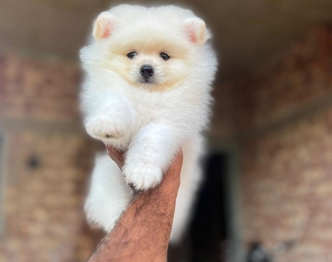 Toy pomeranian dog kennel in mumbai