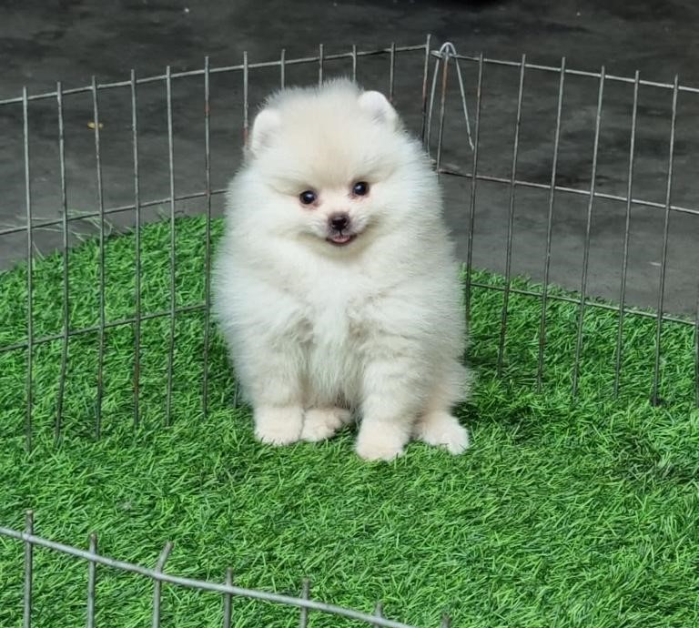 Toy pomeranian dog breeder in pune