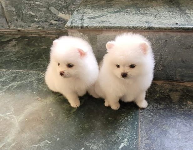 Toy pomeranian dog for sale in pune