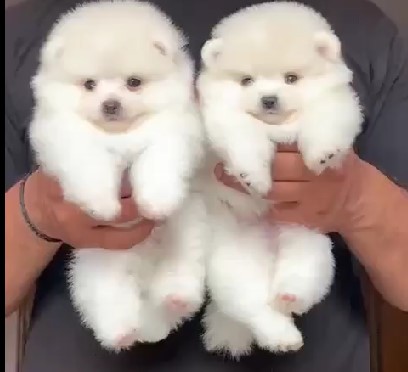 Toy pomeranian puppy price in pune