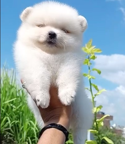 Pure bred Toy pomeranian Price in pune